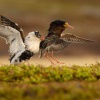 Jespak bojovny - Philomachus pugnax - Ruff 8103